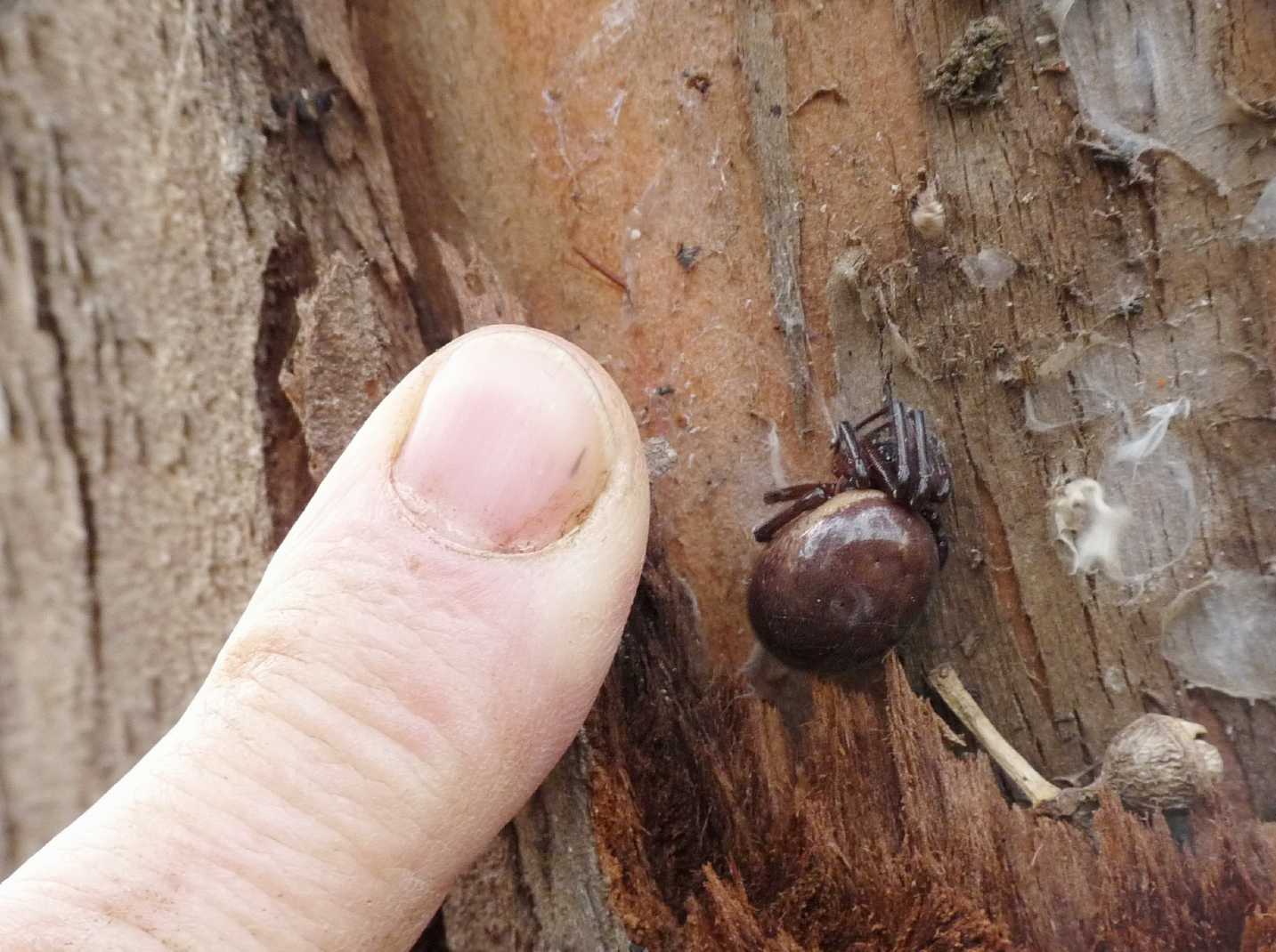 Steatoda nobilis